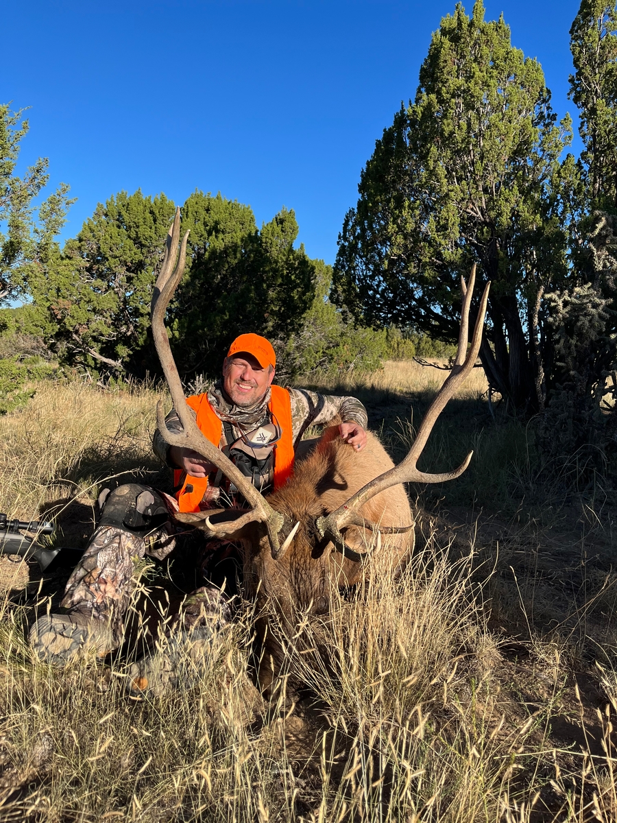 bull elk